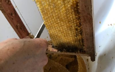 Recovering wax from our beehives