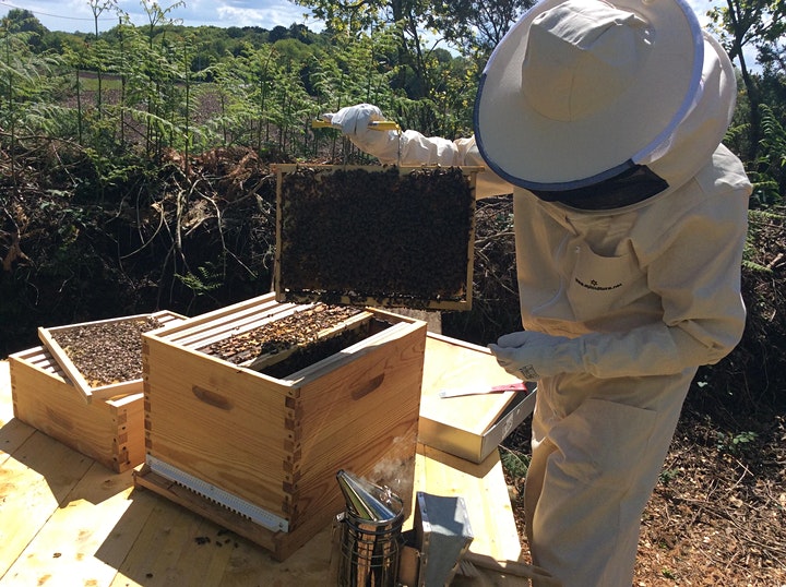 Harvesting Bees Wax